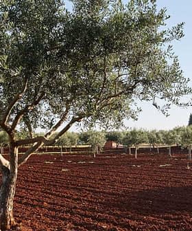 Olive trees in a grove with red soil under a clear sky. - Olive Oil Times