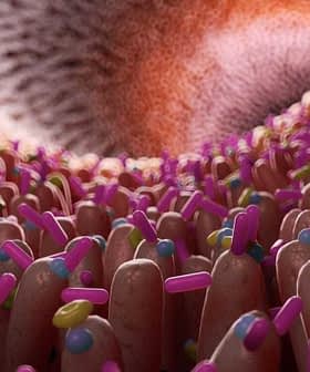 3D representation of gut bacteria with various shapes and colors in a detailed view. - Olive Oil Times
