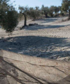 Two individuals collecting olives using a net in an olive grove in Andalusia. - Olive Oil Times