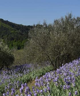 Rows of blooming iris flowers in a field surrounded by olive trees on a hillside. - Olive Oil Times