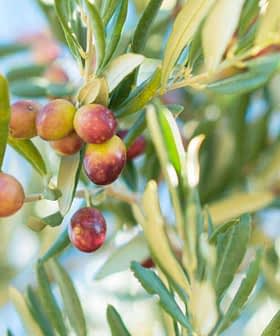 Close-up of an olive branch featuring ripening olives in various colors. - Olive Oil Times