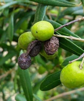 Cluster of green olive fruits growing on a branch among green leaves. - Olive Oil Times