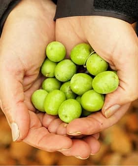 Two hands holding a collection of fresh green olives against a blurred background. - Olive Oil Times
