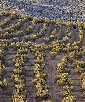 Aerial view of neatly arranged olive trees in rows on a hillside. - Olive Oil Times