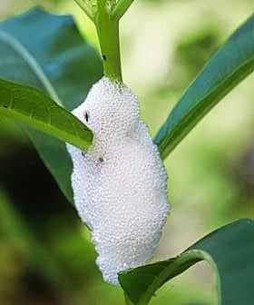 A white cocoon-like structure on a green plant stem surrounded by green leaves. - Olive Oil Times
