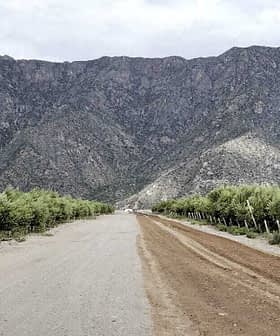 Dirt road flanked by olive trees with mountains in the background. - Olive Oil Times