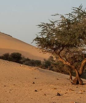 A solitary tree growing in a sandy desert landscape with dunes in the background. - Olive Oil Times