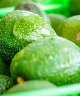Fresh green avocados displayed in green plastic baskets at a market. - Olive Oil Times
