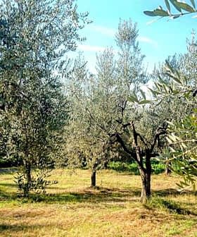 Olive trees in a grove with green foliage and a clear blue sky in San Casciano in Val di Pesa, Florence. - Olive Oil Times
