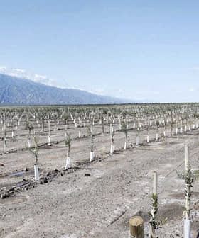 A row of young trees planted in an agricultural field with mountains in the background. - Olive Oil Times