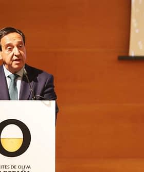 Pedro Bararo, president of the Interprofessional Association of Spanish Olive Oil, speaking at a podium. - Olive Oil Times