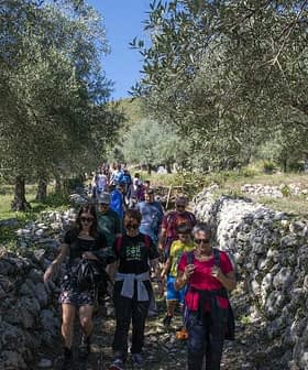 A group of people walking along a path surrounded by olive trees and stone walls. - Olive Oil Times