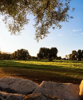 Sunlight filtering through olive trees in a grove during sunset with a grassy field. - Olive Oil Times