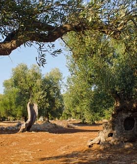 A group of olive trees with gnarled trunks in a sunlit field. - Olive Oil Times