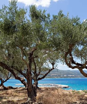Olive trees with twisted trunks growing near a blue coastal area under a clear sky. - Olive Oil Times