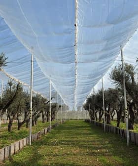 Olive trees arranged in rows under a protective canopy in an agricultural setting. - Olive Oil Times
