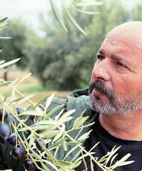 Man inspecting an olive branch with ripe olives in an olive grove. - Olive Oil Times