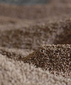 Close-up view of a textured pile of grain with a sandy appearance and varying heights. - Olive Oil Times