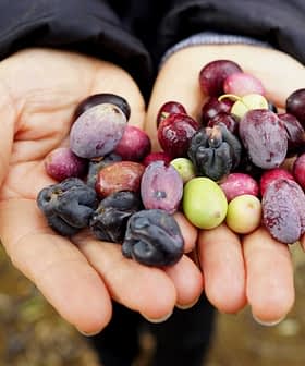 Two hands holding a variety of olives in different colors and sizes. - Olive Oil Times