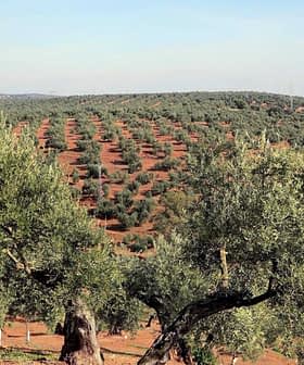 Expansive olive grove with rows of olive trees on a hillside under a clear sky. - Olive Oil Times