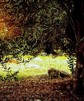 An olive tree with a thick trunk and green leaves in a natural outdoor environment. - Olive Oil Times