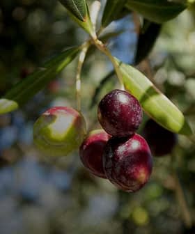 Close-up of an olive branch featuring ripe and unripe olives in various colors. - Olive Oil Times