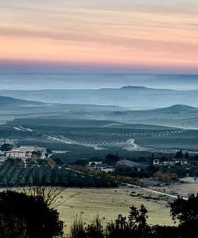 A panoramic view of a vineyard landscape with rolling hills and a colorful sky at dusk. - Olive Oil Times