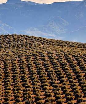 Aerial view of a vast olive grove with rows of olive trees on rolling hills. - Olive Oil Times