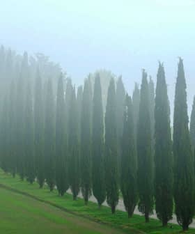 A row of tall cypress trees shrouded in fog, creating a serene and tranquil atmosphere. - Olive Oil Times