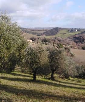 Olive trees growing in a hilly landscape with distant hills and cloudy sky. - Olive Oil Times