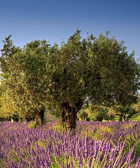 Olive trees growing among vibrant lavender fields in a rural landscape. - Olive Oil Times