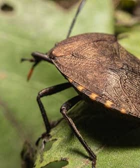 A close-up view of a brown bug resting on a green leaf with visible texture. - Olive Oil Times