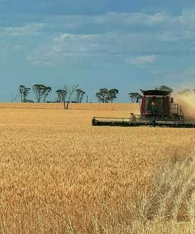 A combine harvester working in a wheat field, with dust being kicked up during the harvest process. - Olive Oil Times