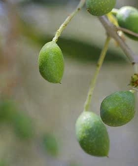 Close-up of green olive fruits growing on a branch of an olive tree. - Olive Oil Times