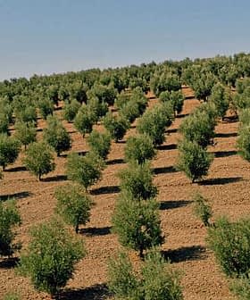 Rows of young olive trees growing in a field on a hillside under clear blue sky. - Olive Oil Times