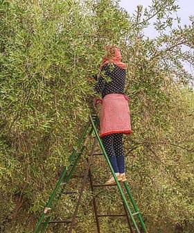 Individual on a ladder picking olives from a tree in an orchard. - Olive Oil Times