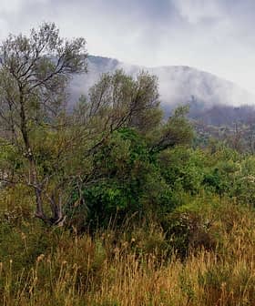 A dense green landscape featuring trees and shrubs with fog rolling over the hills in the background. - Olive Oil Times