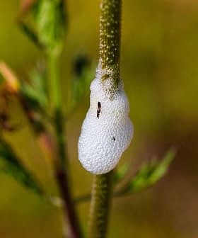 White spittle-like cocoon on a green plant stem, created by a spittlebug. - Olive Oil Times