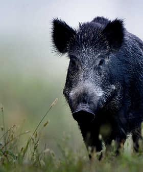 A wild boar walking through tall grass in a natural setting with soft lighting. - Olive Oil Times