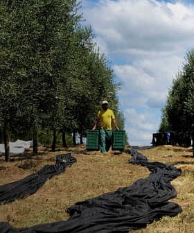 Person carrying green crates in an olive orchard with trees and black tarps on the ground. - Olive Oil Times