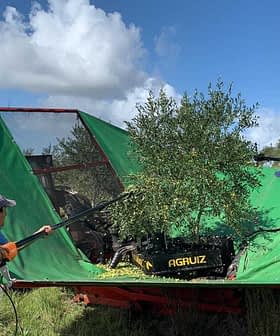 A worker operating olive harvesting equipment with a green cover and an olive tree inside the machine. - Olive Oil Times