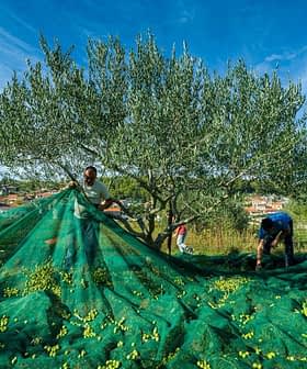Group of people gathering olives using green nets in an olive grove under a blue sky. - Olive Oil Times