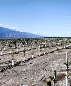 Rows of young grapevines supported by white stakes in a vineyard landscape. - Olive Oil Times