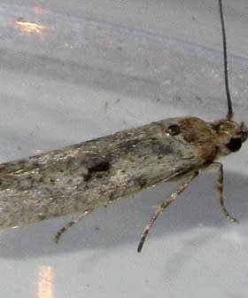 A gray moth with a slender body and long antennae resting on a clear surface. - Olive Oil Times