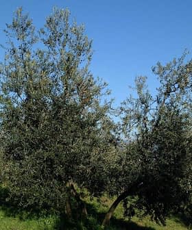Two olive trees with silver-green leaves in a clear blue sky setting. - Olive Oil Times