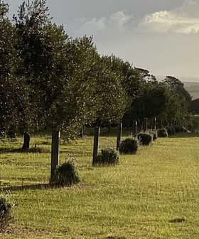 Row of olive trees and wooden posts in a grassy field under cloudy skies. - Olive Oil Times