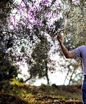 A man in a gray polo shirt inspecting olive tree branches in an olive grove. - Olive Oil Times