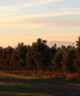 A row of olive trees lined up against a sunset sky with distant mountains in the background. - Olive Oil Times