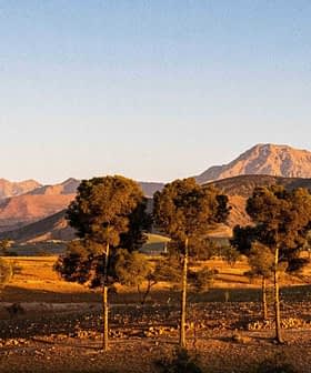 Row of trees in front of a mountain range under a clear sky during sunset. - Olive Oil Times
