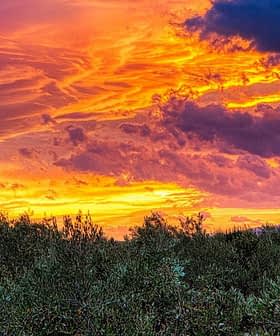 A vibrant sunset with orange and purple hues over a landscape of olive trees. - Olive Oil Times